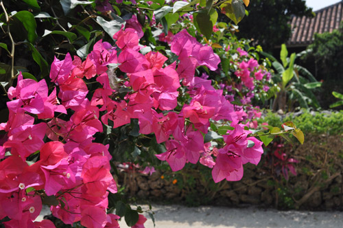 130424_hana_01.jpg
