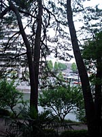 木々