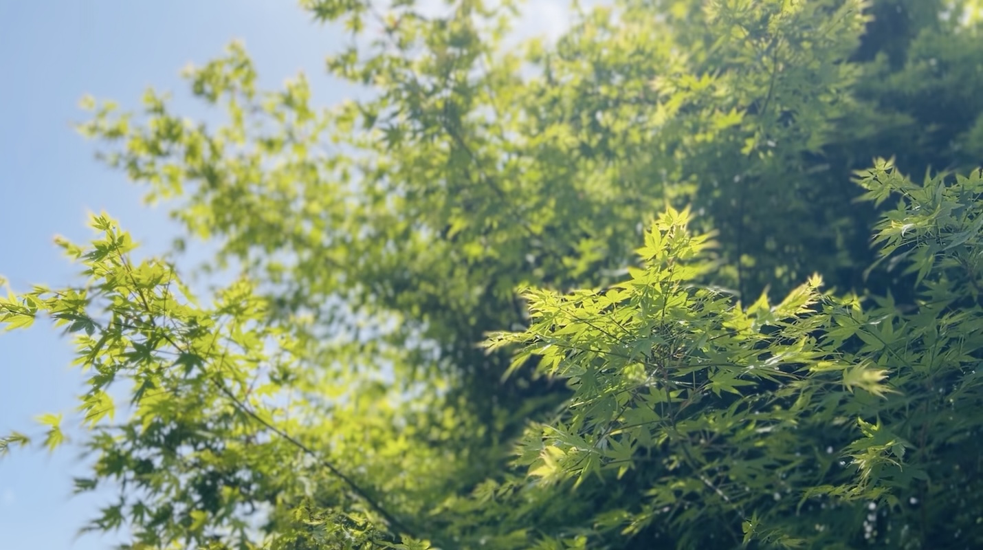 風のテラス寛音 kanon