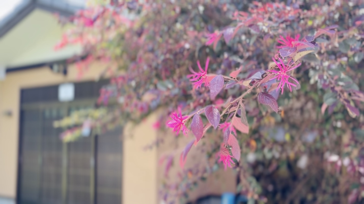 風のテラス寛音 kanon